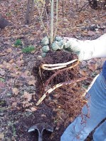 Poor root systems from two of the plants; the problem roots were pruned prior to installation.