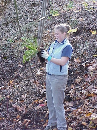 Removing potting media from the plant roots.