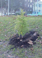 Young tree on slope.