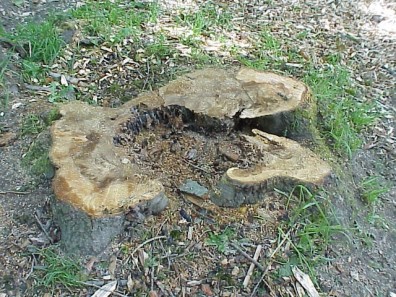 Evidence of the rot and fungi that were killing these hazardous trees.