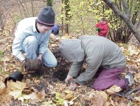 Digging a hole twice as wide as, but no deeper than, the plant's root system.