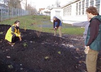 The newly planted mounds.