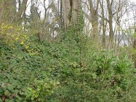 The site prior to rehabilitation