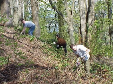 Clearing ivy from the site.
