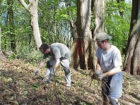 Clearing ivy from the site.