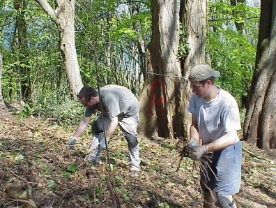 Clearing ivy from the site.