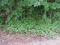 The site prior to our installation work.