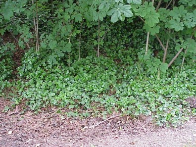 The site prior to our installation work.