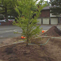 Watering in the newly installed tree.