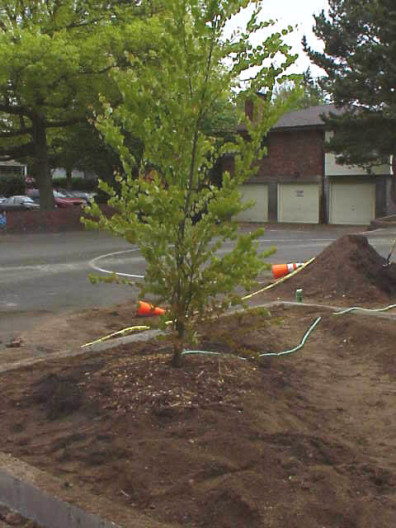 Watering in the newly installed tree.