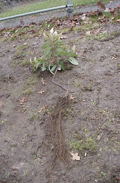 A plant with cleaned root mass, ready for installation.