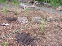 Newly installed plants.