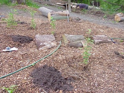 Newly installed plants.