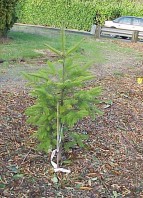 Newly installed plants.