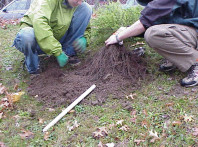 Removing container soil from roots prior to installing a tree.