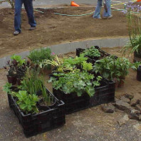 Plants to be installed on the site.