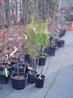 A few of the new plants, ready to be installed.