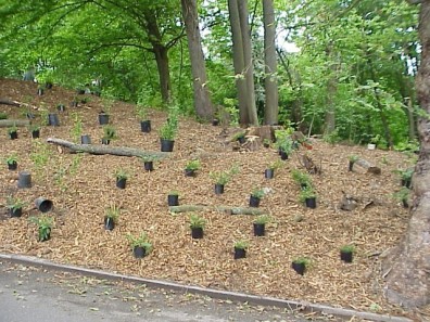 Newly placed plants ready to be installed.