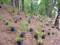Newly placed plants ready to be installed.
