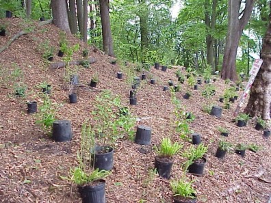 Newly placed plants ready to be installed.