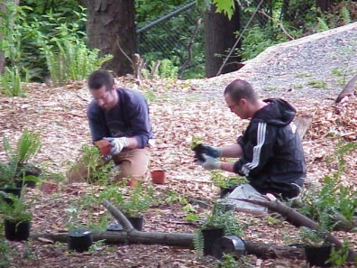 Removing potting soil prior to installation, which will reduce soil interface problems and enhance plant establishment.