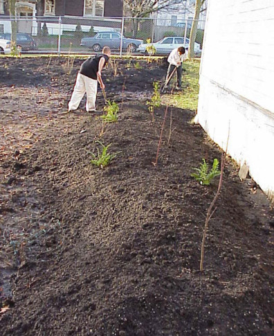 The newly planted mounds.