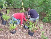 Installing new plants.