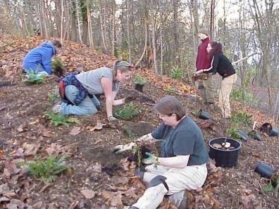 Installing new plants.