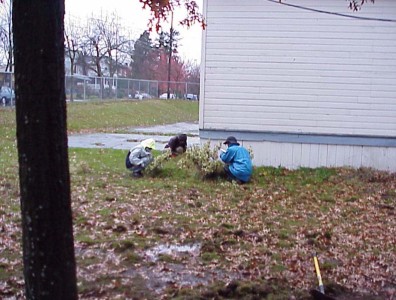Removing sickly Daphne sp.