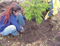 Spreading roots evenly throughout the planting hole to improve plant establishment.