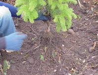 Spreading roots evenly throughout the planting hole to improve plant establishment.