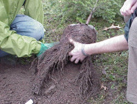 Removing container soil from roots prior to installing a tree.