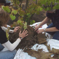 Preparing the katsura (Cercidiphyllum japonicum) for installation.