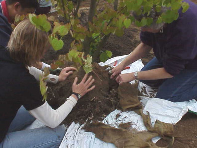 Preparing the katsura (Cercidiphyllum japonicum) for installation.