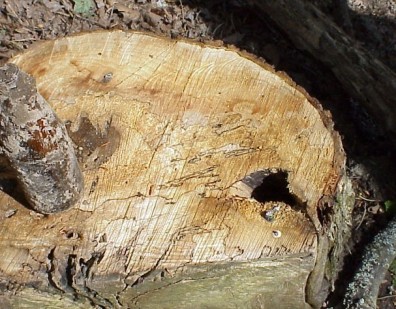 Evidence of the rot and fungi that were killing these hazardous trees.