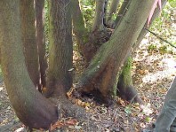 Evidence of Armillaria root rot on a removed maple.