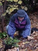 Installing new plants.