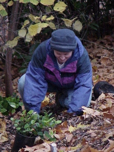 Installing new plants.