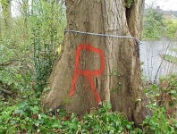Hazardous trees marked for removal.