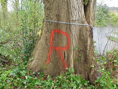 Hazardous trees marked for removal.