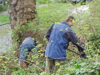Clearing invasive shrubs from the site.