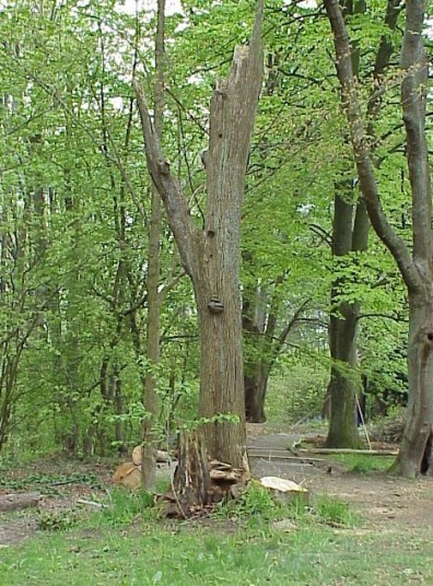 A snag left in place to provide habitat.