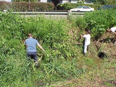 Pulling weeds from the stream.