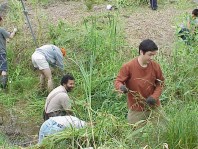 Pulling weeds from the stream.