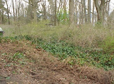 The site prior to rehabilitation.