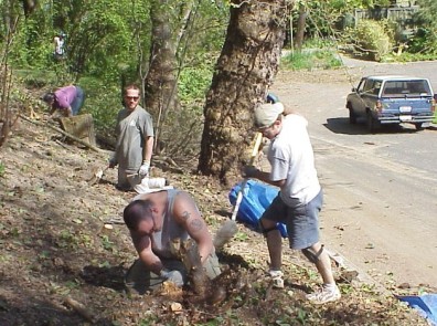 Cutting stumps of removed shrubs to the ground. The roots will be left to hold the soil in place.
