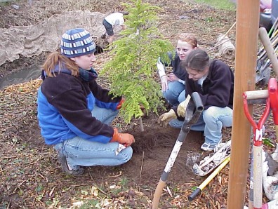 Planting trees.