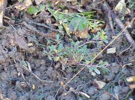 Newly installed plants.