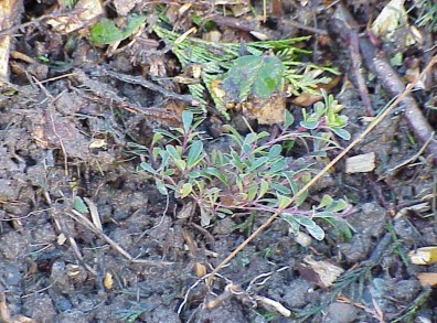 Newly installed plants.