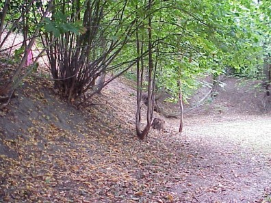 The slope following invasive removal by Friends of Frink Park and other volunteers.